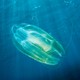 A comb jelly fish