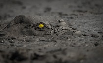 A crocodile's head, covered in drying mud, is just visible in a mud pool.