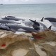 Stranded whales on the beach at Hamelin Bay