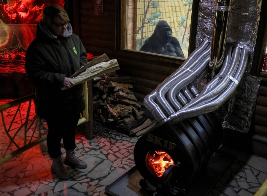 A gorilla sits near a wood stove which is used to heat his enclosure. A zoo employee stands nearby with wood.