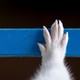 A mink hand touches a blue bar