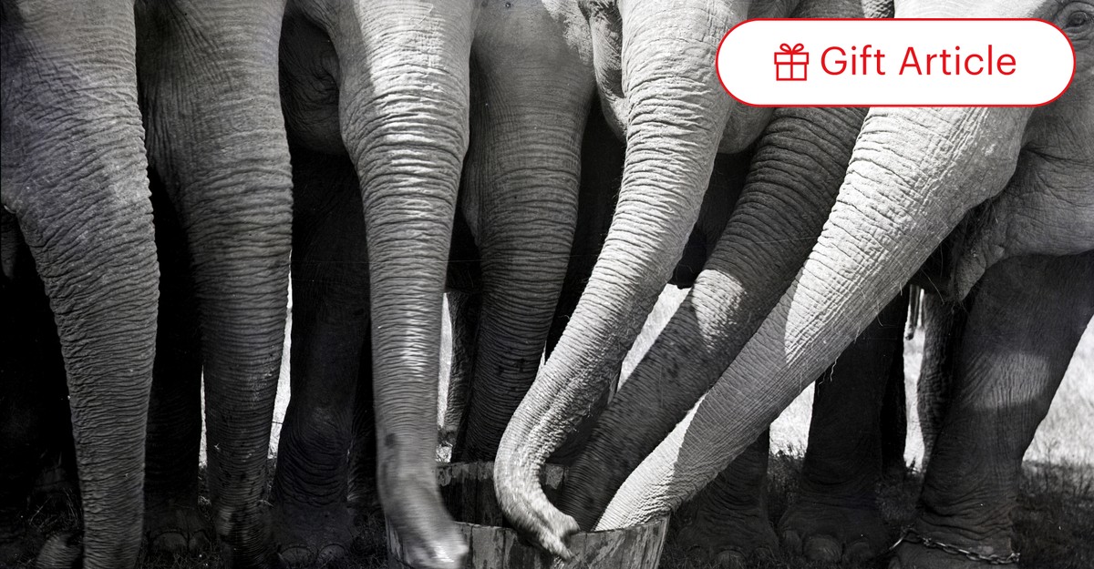 What Can't Elephant Trunks Do? - The Atlantic