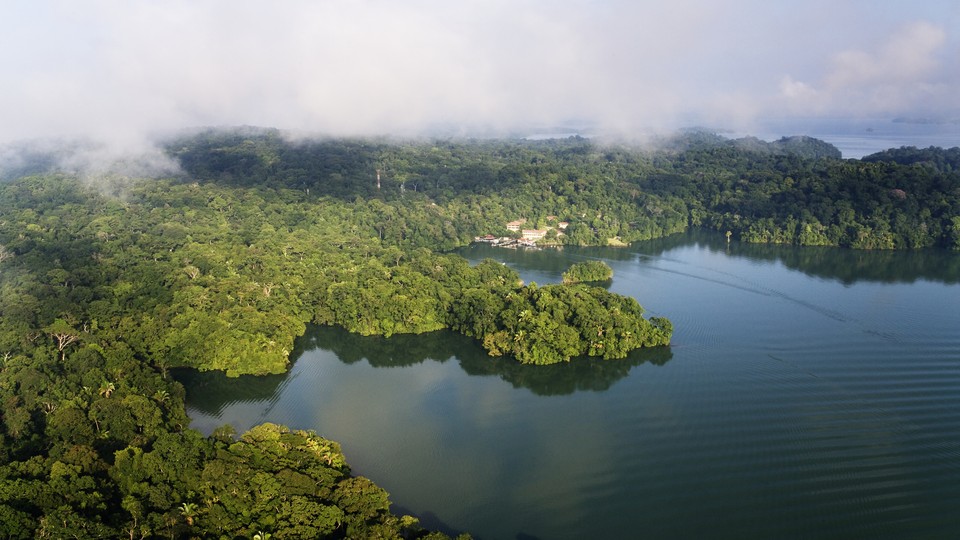High-vantage shot of a lush forest bordering a body of water