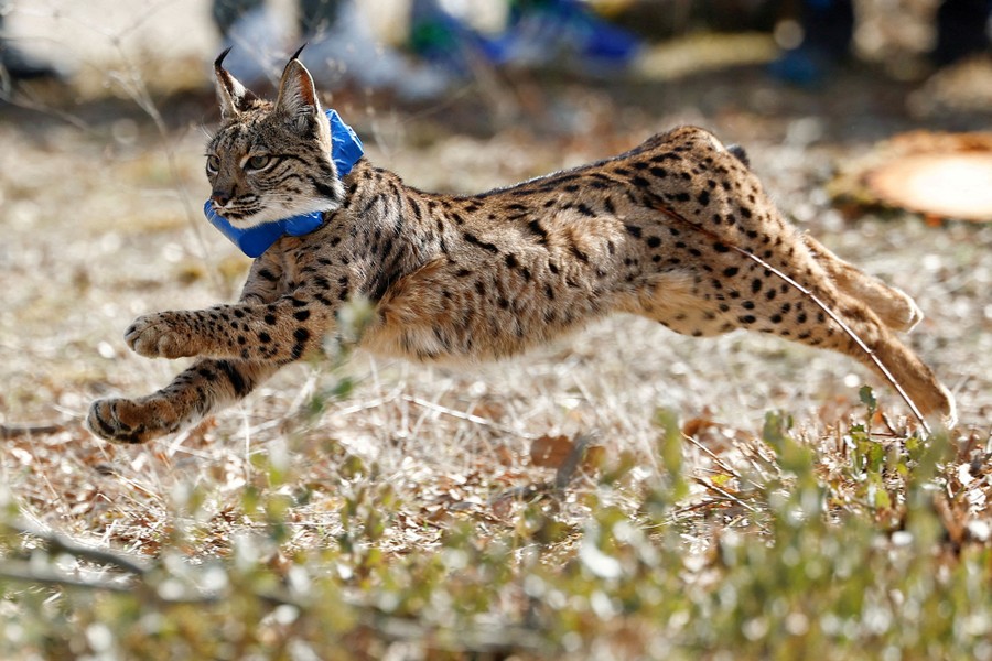 A lynx wearing a tracking collar sprints across grass.