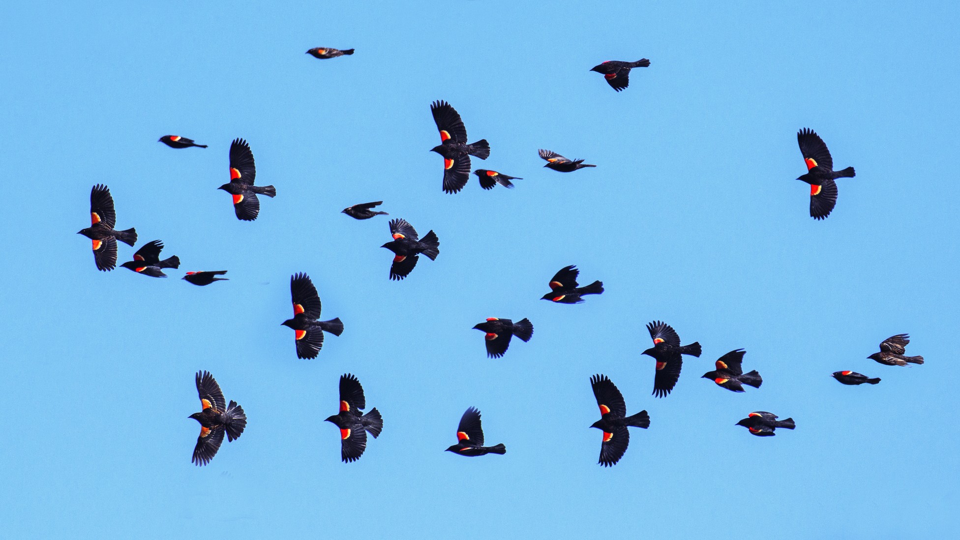 North America Lost a Quarter of Its Birds in 50 Years The Atlantic