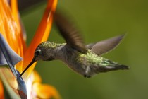 A hummingbird feeds from a flower