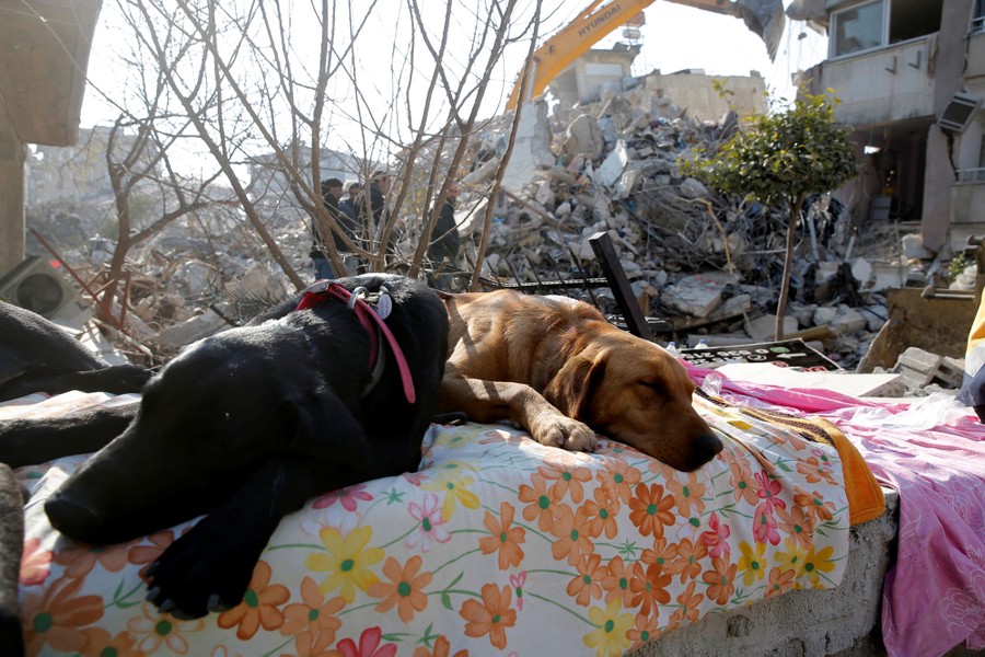 Two rescue dogs rest near a damaged building.