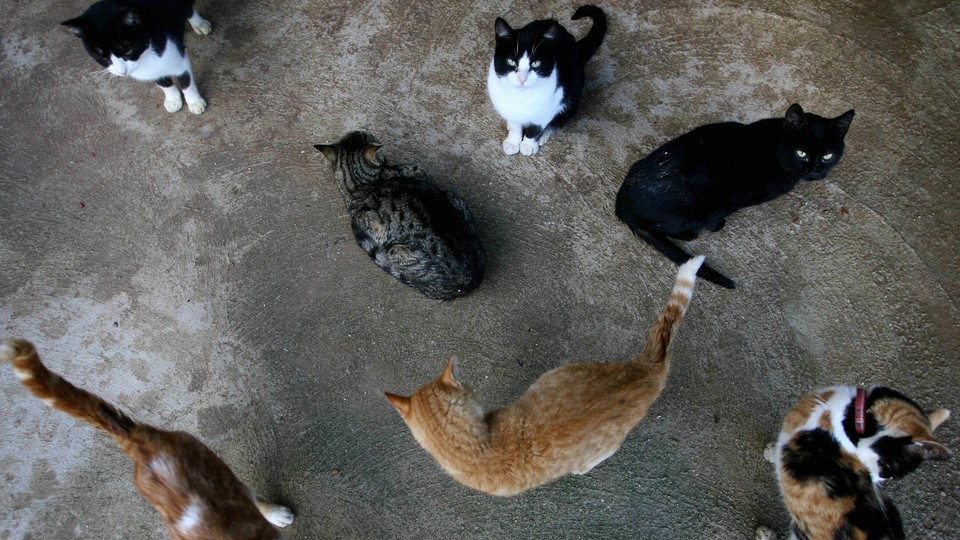 an aerial shot of several shorthair cats of different coat colors