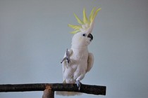 Snowball the dancing parrot