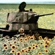 A Russian T-34 tank lies abandoned in a sunflower field.
