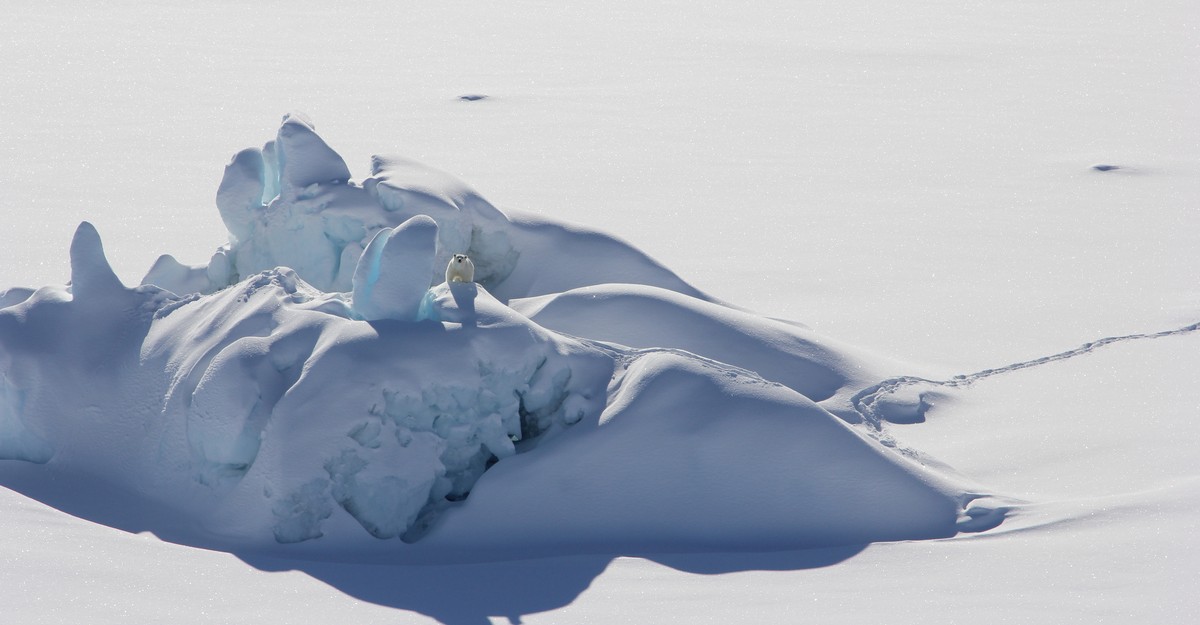 NextImg:Will These Be the Last Polar Bears on Earth?