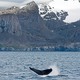 A whale tail sticking out of the sea