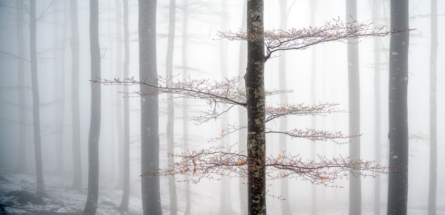 Mostly-bare tree trunks stand in a foggy forest scene.