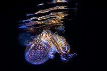 A glowing bobtail squid near the surface of the water