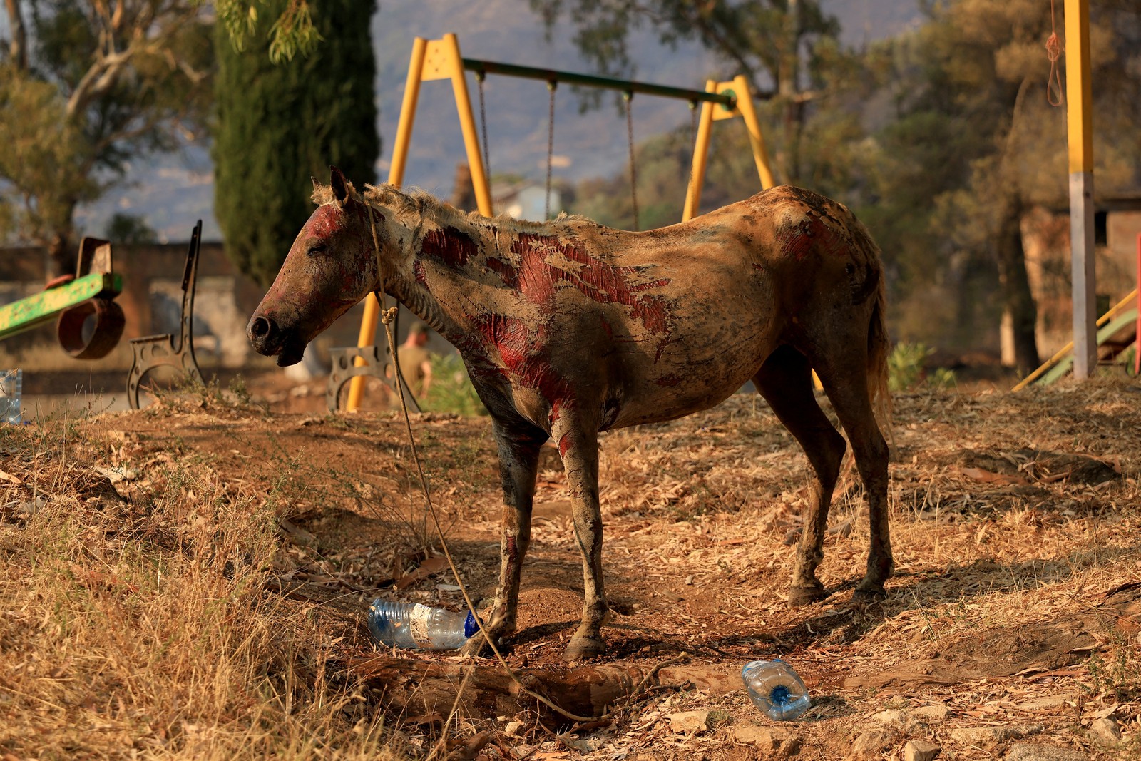 A horse, suffering from severe burn injuries, standing near a swing set.