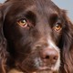 A close-up of a spaniel's face.