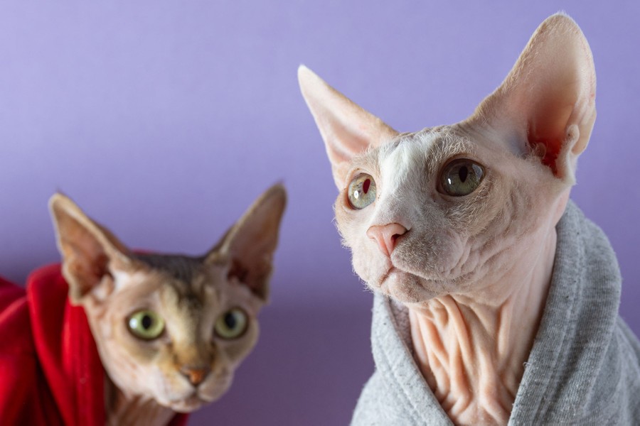 A close view of two cats, each wearing what appears to be a small hoodie.