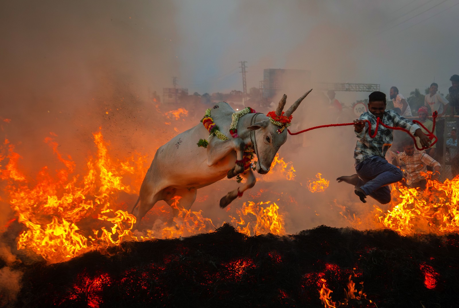 A decorated draft ox and its handler leap over burning haystacks during a festival.