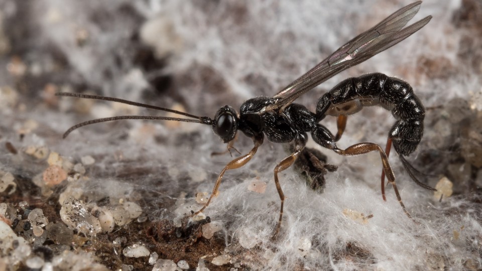 Wasps Learned to Sew Way Before Humans The Atlantic