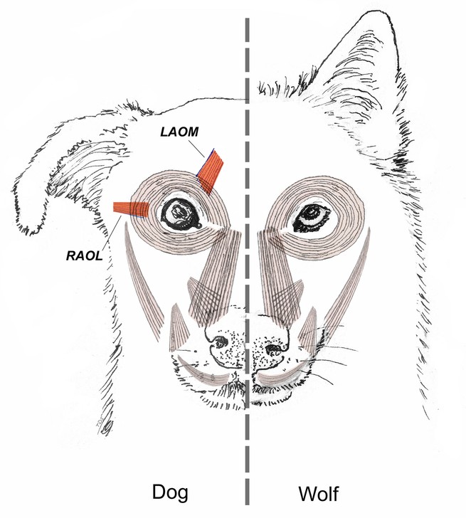 The Science Behind Those Big Ol' Puppy-Dog Eyes, Smart News