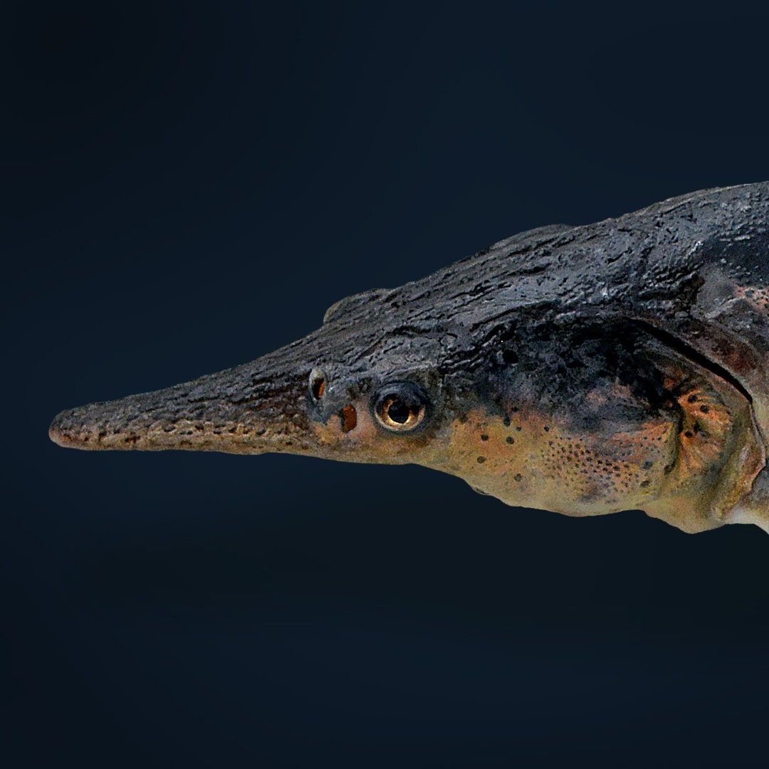 The Accidental Creation of a Hybrid Fish - The Atlantic