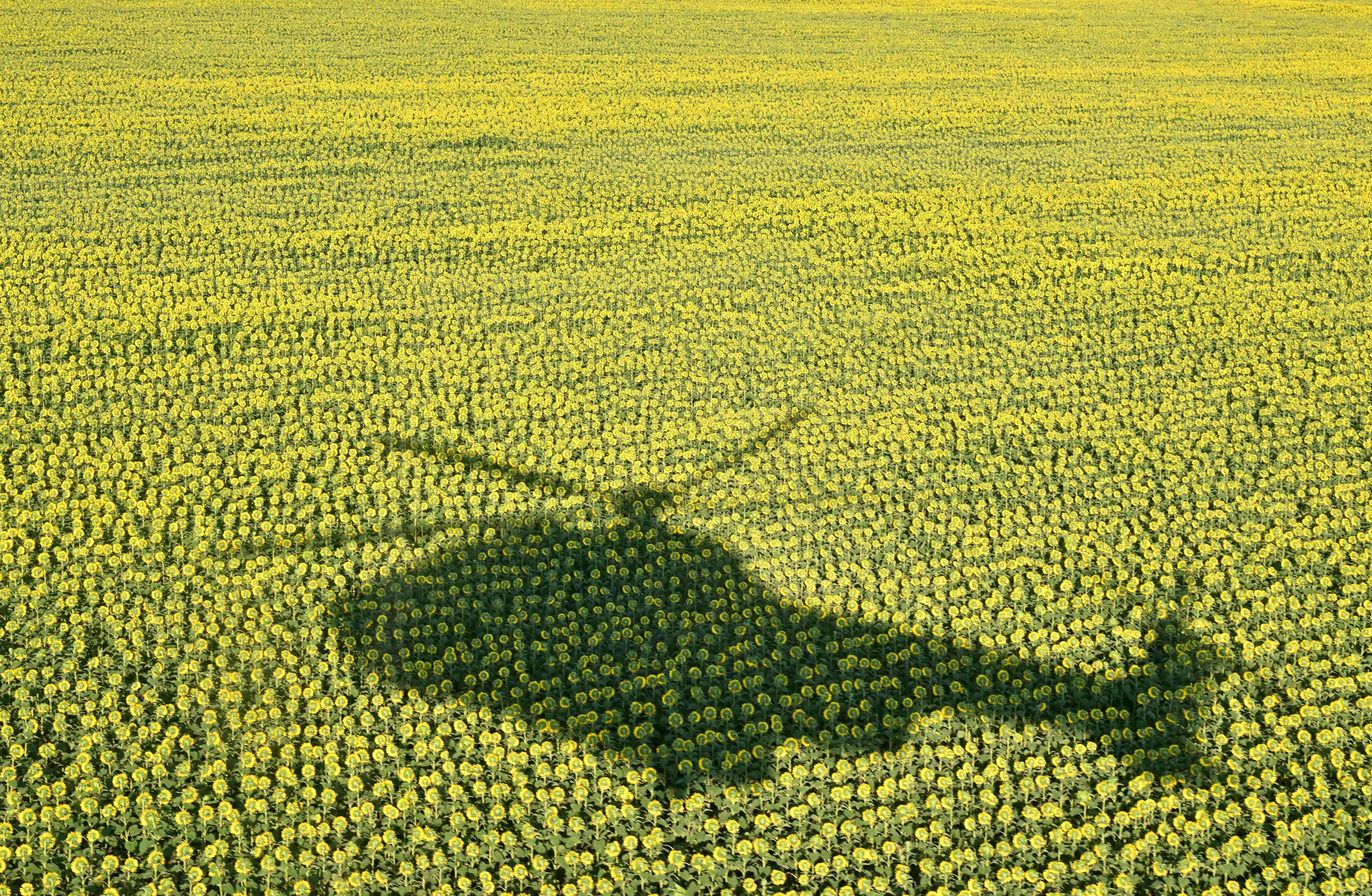 The shadow of a helicopter is seen on a field of sunflowers.