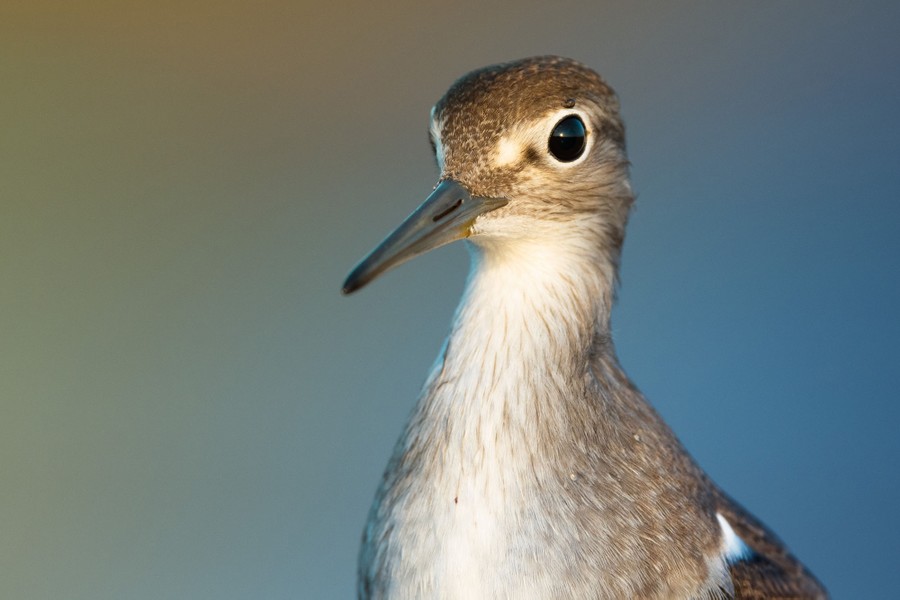 A close view of a sandpiper