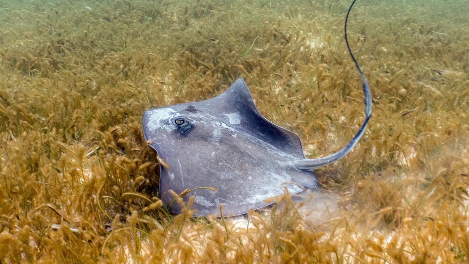 A stingray swims on the ocean floor, among seagrass