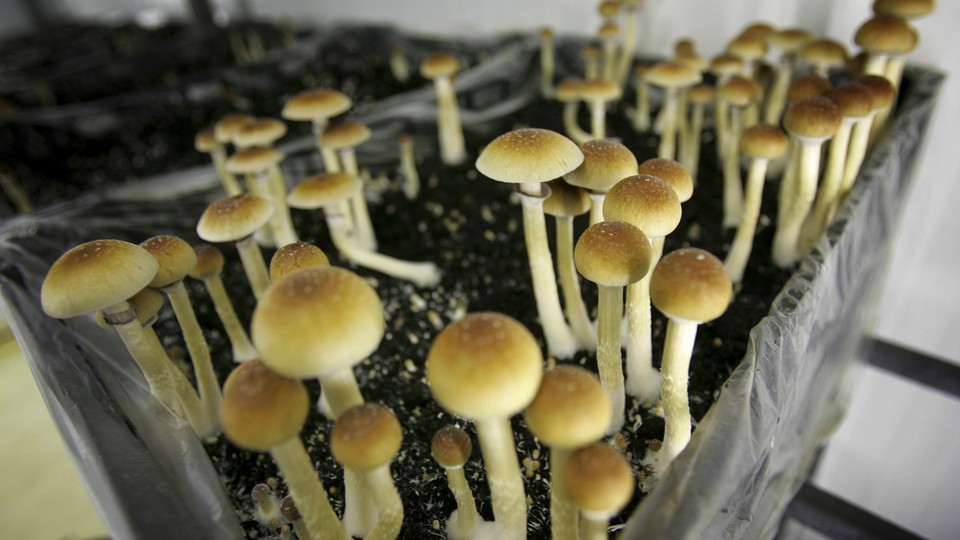 magic mushrooms effects on brain