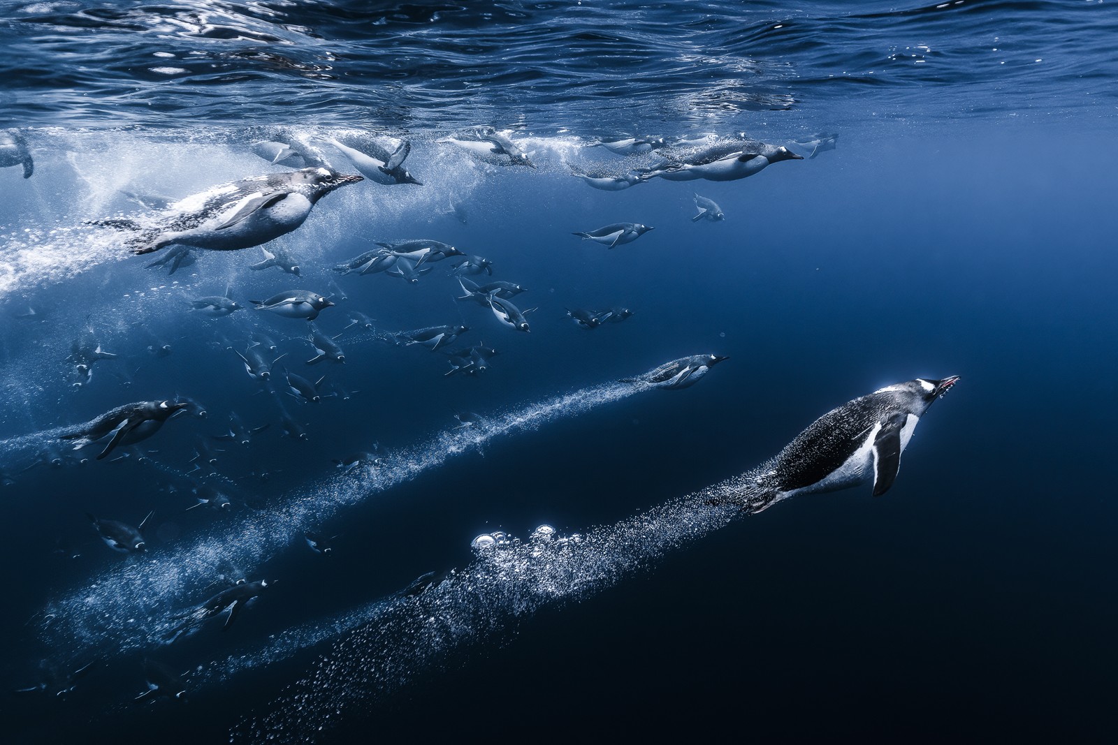 Dozens of penguins swim underwater, leaving trails of bubbles.