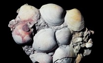 Ocean quahog fossils