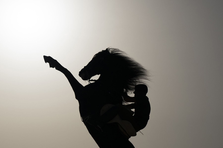 A rider holds on as a horse rears up, seen in silhouette.