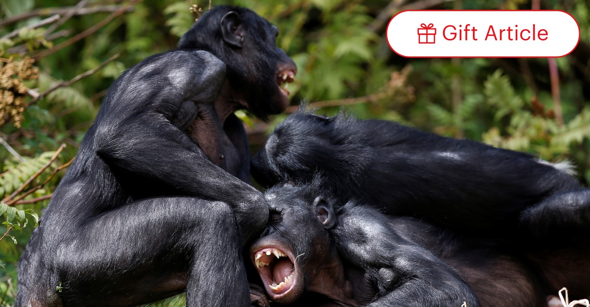 Chimpanzees Mating In The Wild