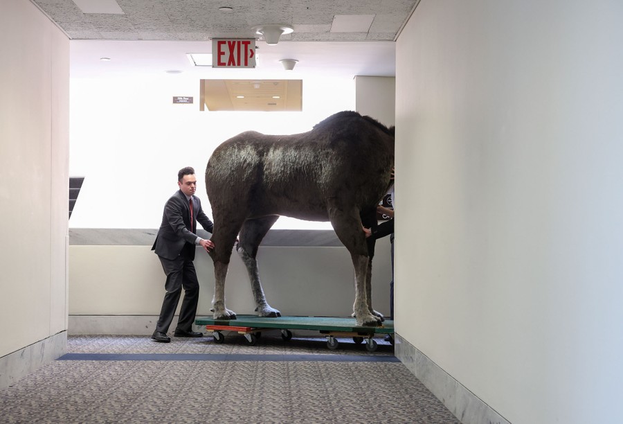 A person pushes a taxidermied moose down a hallway.