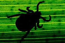 The silhouette of a tick seen through the underside of a green leaf with visible veins