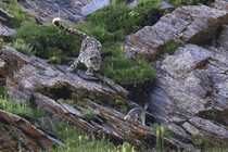 A snow leopard runs down a steep, rocky mountainside, chasing a smaller cat.
