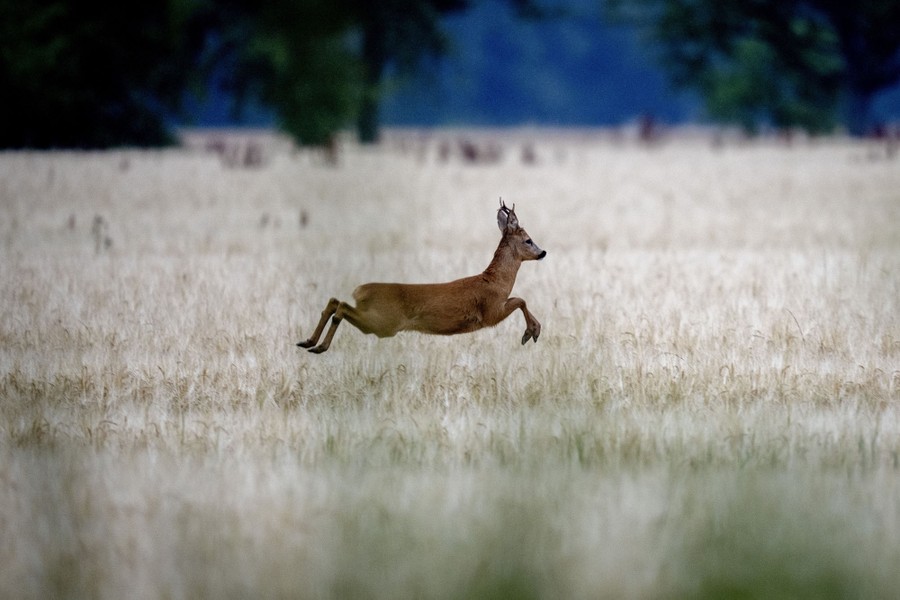 A deer bounds through a wheat field.