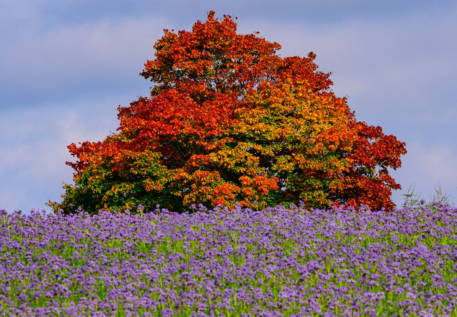 Purple flowers bloom in a field in front of an autumn-colored tree.