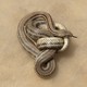 a beige snake twisted around itself against a beige background