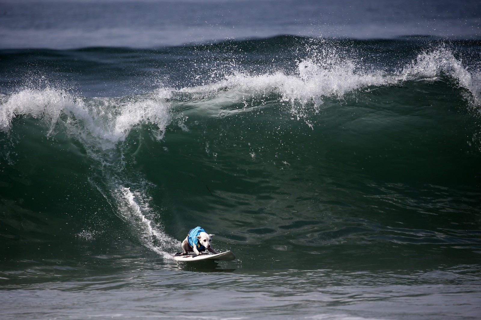A dog rides down a cresting wave on a surfboard.