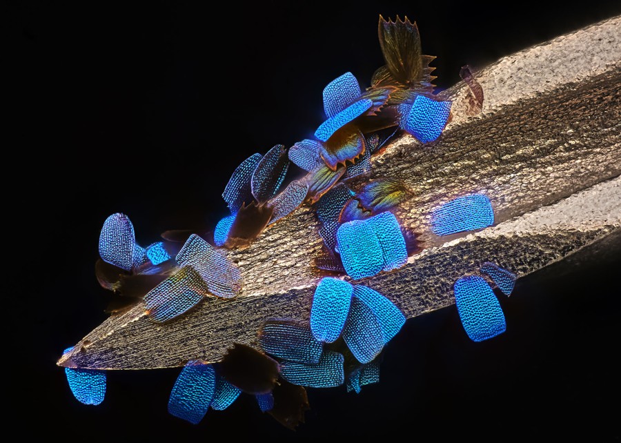 A microscopic view of the tip of a syringe needle with a few dozen butterfly scales stuck to it