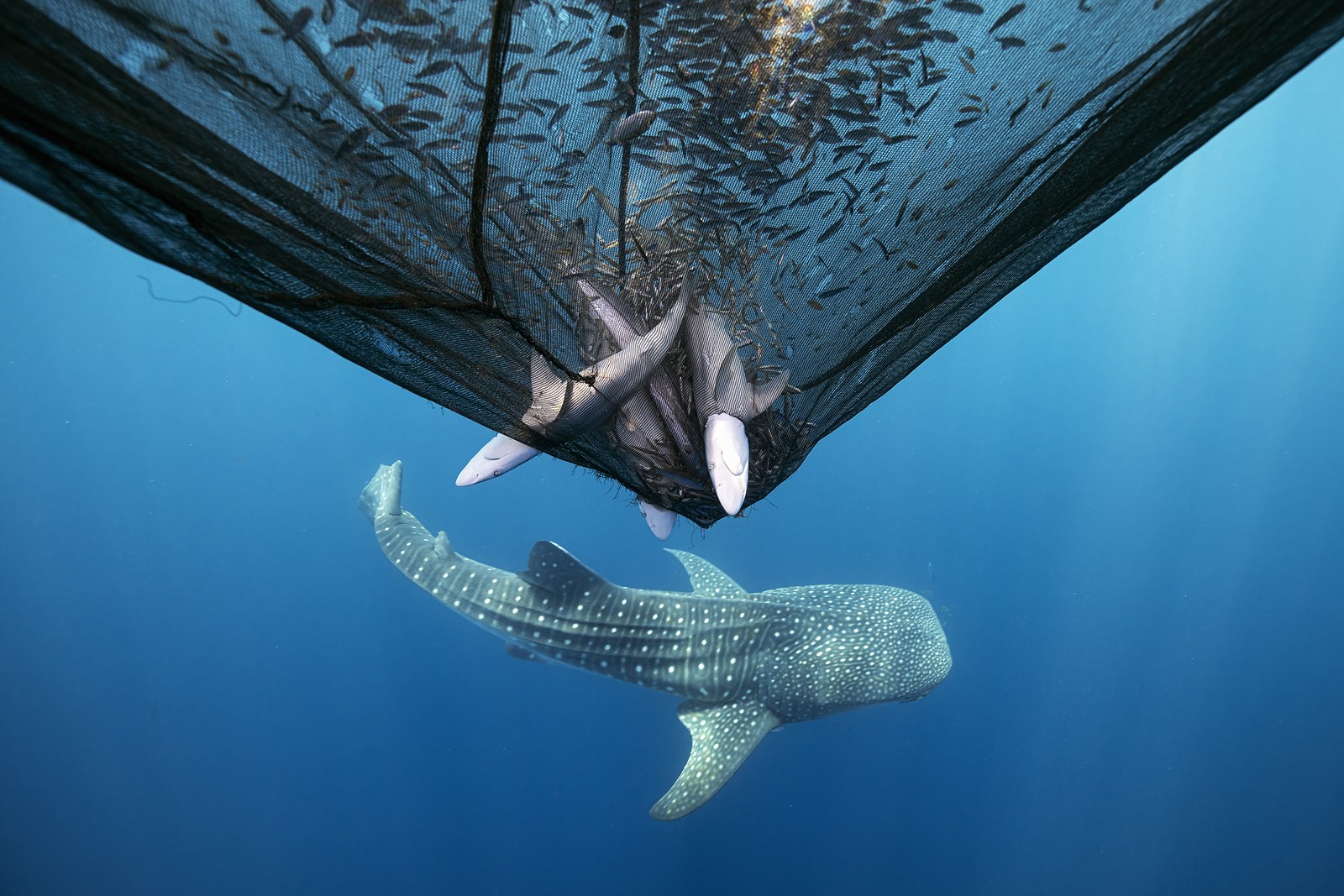 A whale shark swims past a fishing net with many small fish in it, and several apparently unintentionally-caught sharks.