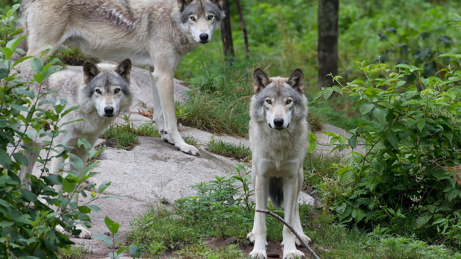 How a Simple Statistical Error Killed 463 Wolves - The Atlantic