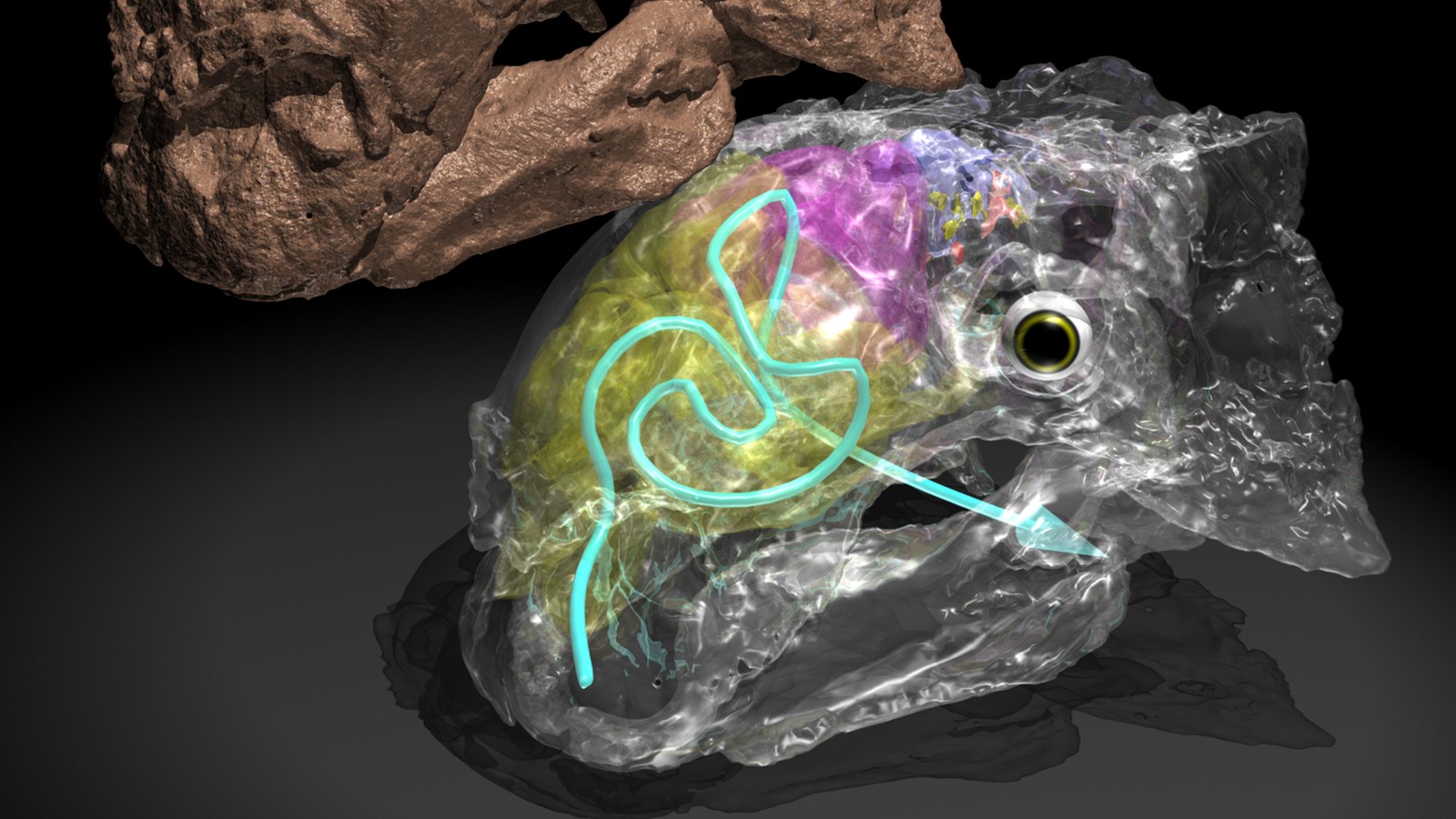 Dinosaurs Breathed Through Long Tubes In Their Nose The Atlantic Dinosaurs Breathed Through Long Tubes In Their Nose The Atlantic