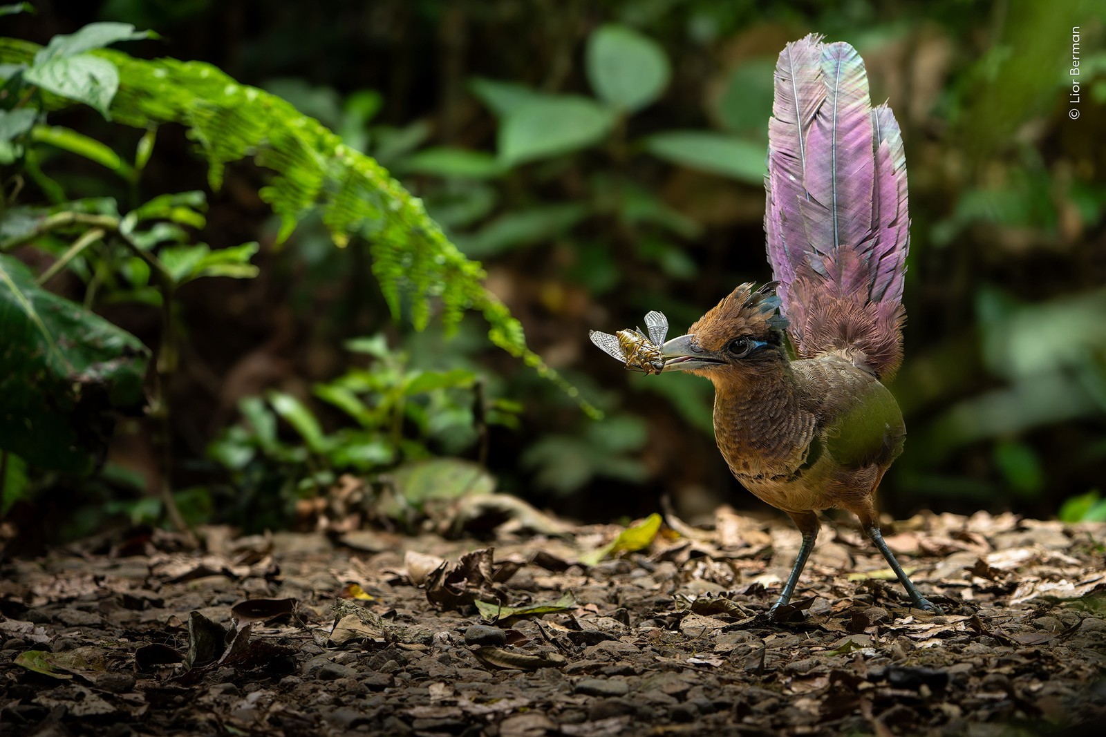 A bird stands on a forest floor with a cicada in its beak.