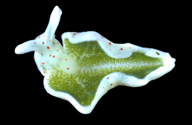 an Elysia timida sea slug
