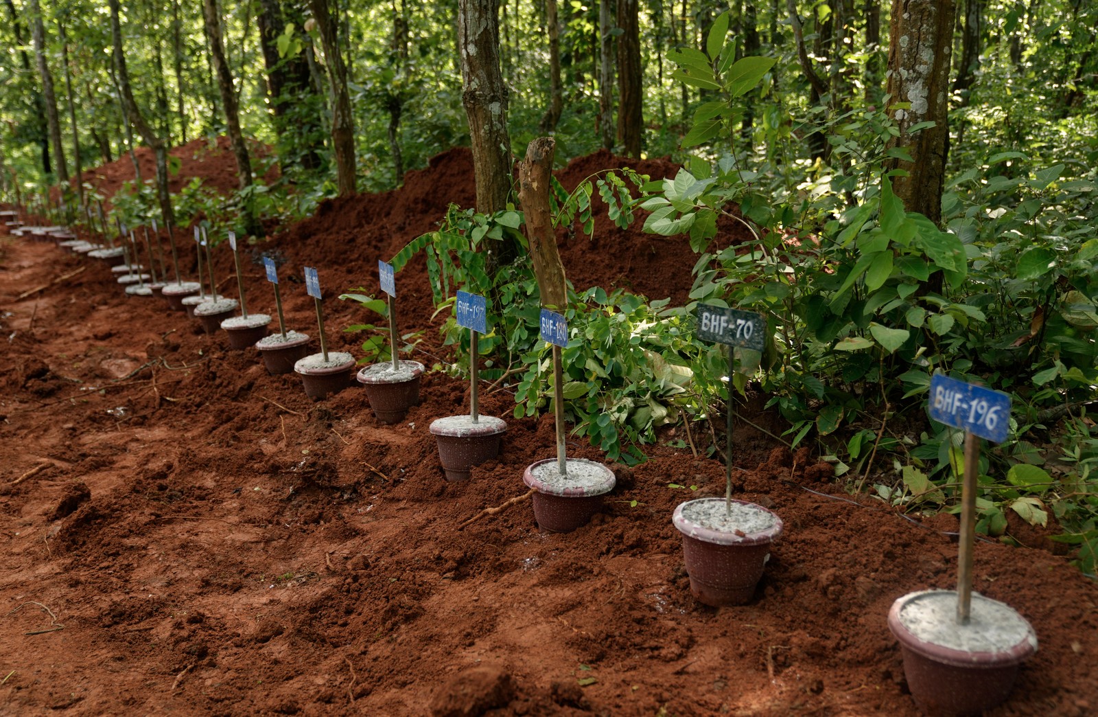 Numbered identification tags placed in pots mark the graves of flash flood victims at a mass burial site in a forest.
