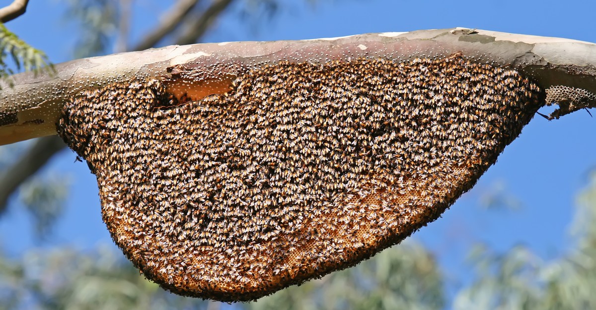 How Do Bees Make Honey? It's Complicated