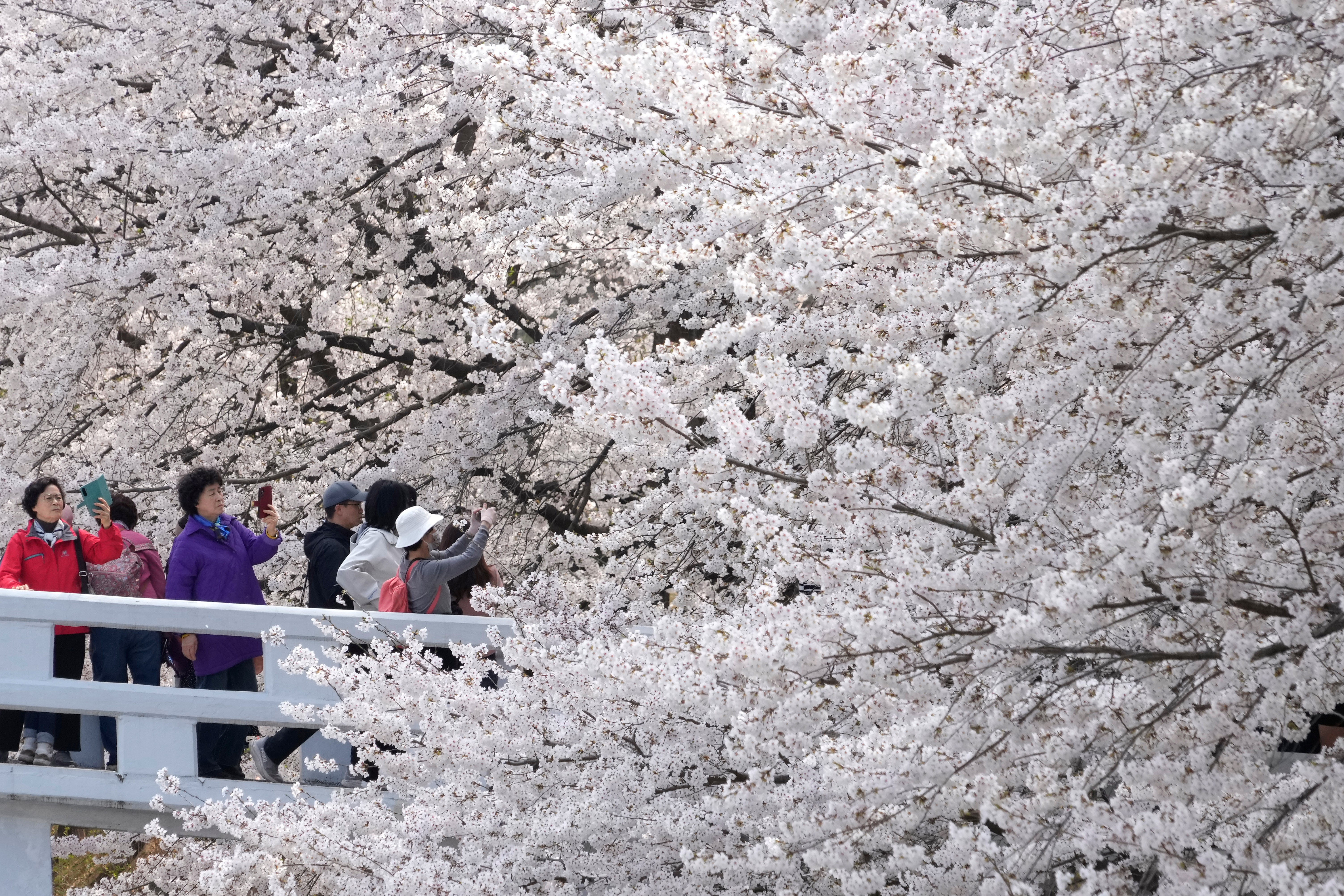 People take photos near cherry blossoms, on a bridge in a park.