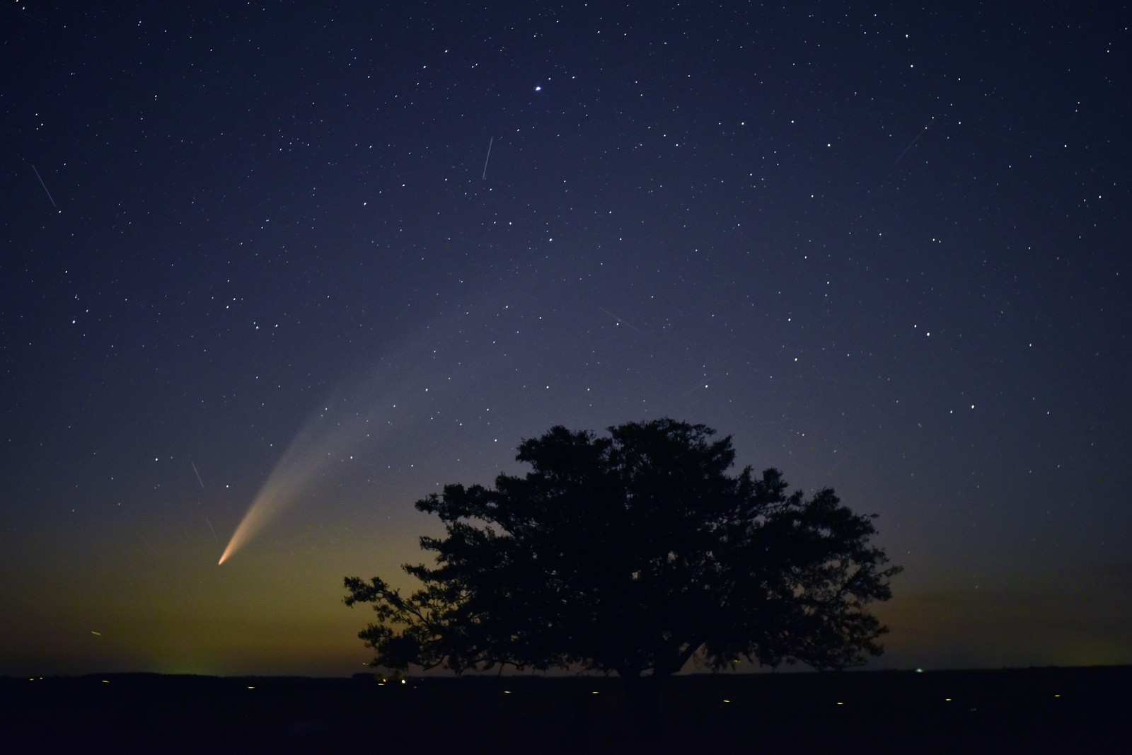 A comet in the night sky, beyond the silhouette of a tree